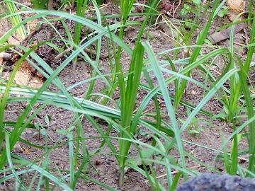 Cyperus esculentus / Zigolo dolce